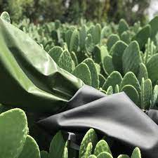 cuir vegan cuir de cactus